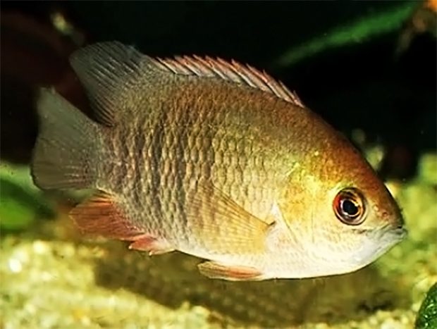 Пристолепис полосатый (Pristolepis fasciata) содержание и размножение в условиях домашнего аквариума