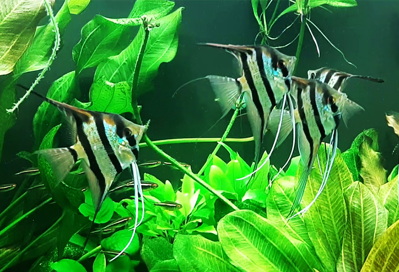 Скалярия обыкновенная (Pterophyllum scalare) содержание и размножение в условиях домашнего аквариума