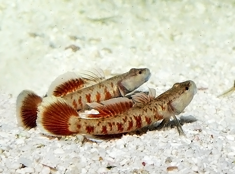 Алый бычок (Rhinogobius zhoui) содержание и размножение в домашнем аквариуме