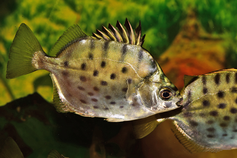 Штрихопятнистый аргус, многополосая,  серебряная селенотока (Selenotoca multifasciata)