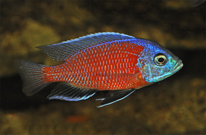 Копадихромис Борлея (Copadichromis borleyi) содержание и размножение в условиях домашнего аквариума