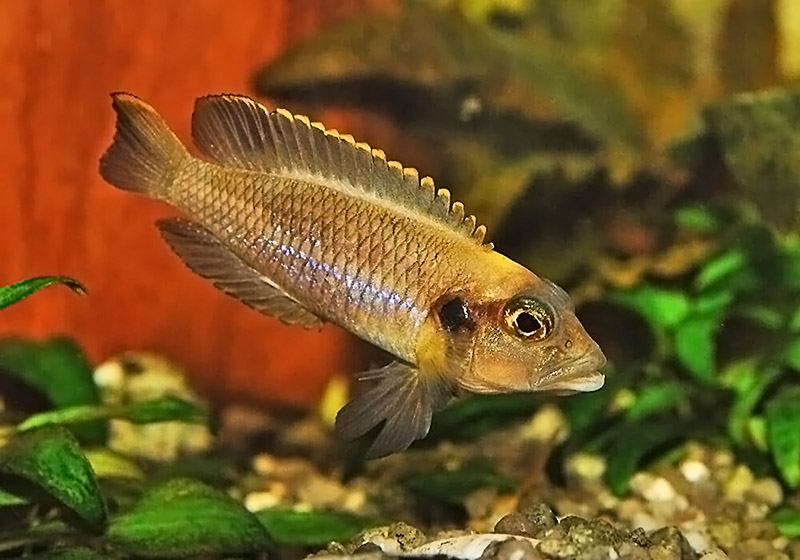 Лампрологус оцеллатус (Lamprologus ocellatus) содержание и размножение в условиях домашнего аквариума