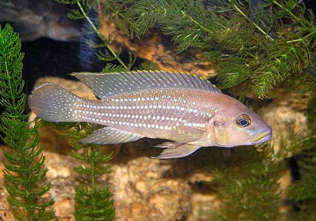 Лампрологус перламутровый (Neolamprologus tetracanthus) содержание и размножение в домашних аквариумах