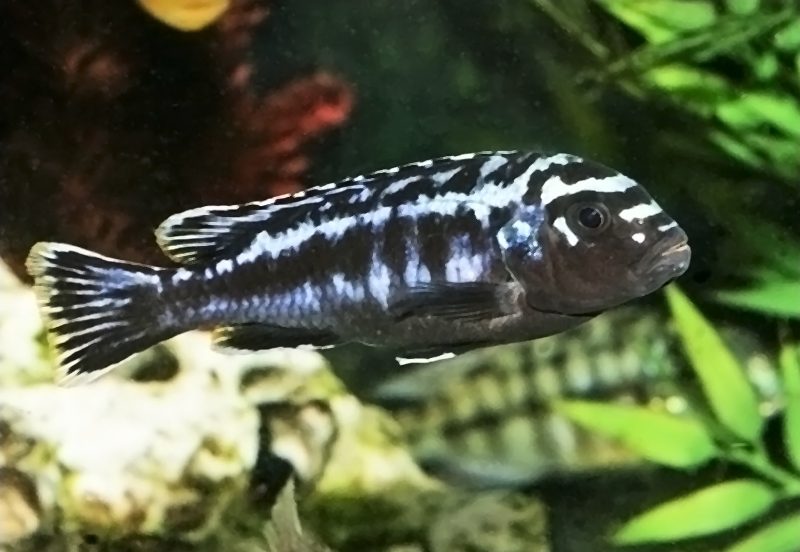 Меланохромис йоханна (Melanochromis johannii) содержание и размножение в условиях домашнего аквариума