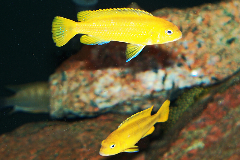 Меланохромис йоханна (Melanochromis johannii). Самки. Содержание и размножение в условиях домашнего аквариума