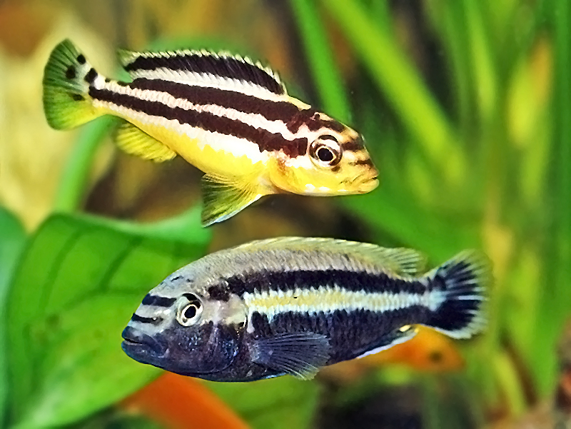 Меланохромис золотой (Melanochromis auratus) содержание и размножение в условиях домашнего аквариума