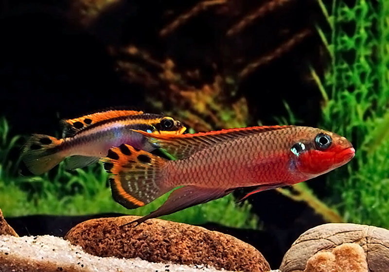 Попугай полосатый (Pelvicachromis taeniatus) содержание и разведение в домашних аквариумах