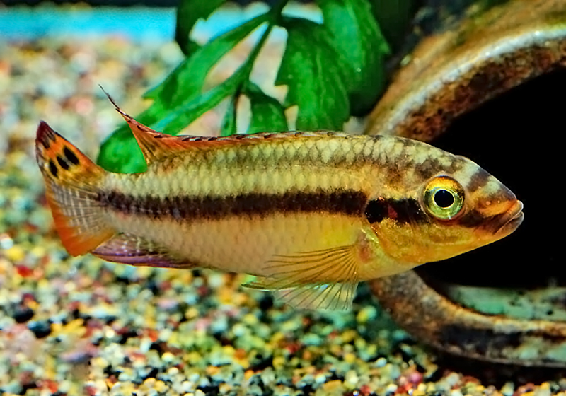 Сетчатый попугай (Pelvicachromis subocellatus) содержание и размножение в домашних аквариумах