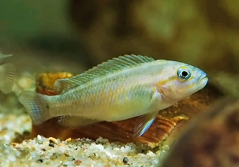 Голубоватый тельматохромис (Telmatochromis temporalis) содержание и размножение в условиях домашнего аквариума