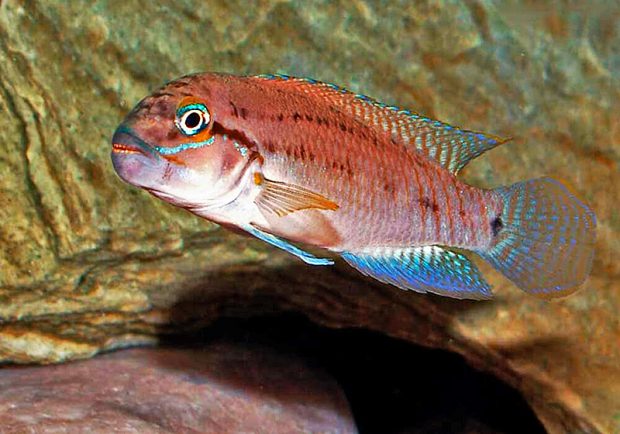 Тельматохромис красно-штриховый (Telmatochromis caninus) содержание и размножение в домашних аквариумах