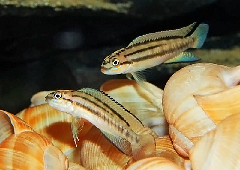 Тельматохромис стройный (Telmatochromis bifrenatus) содержание и размножение в условиях домашнего аквариума