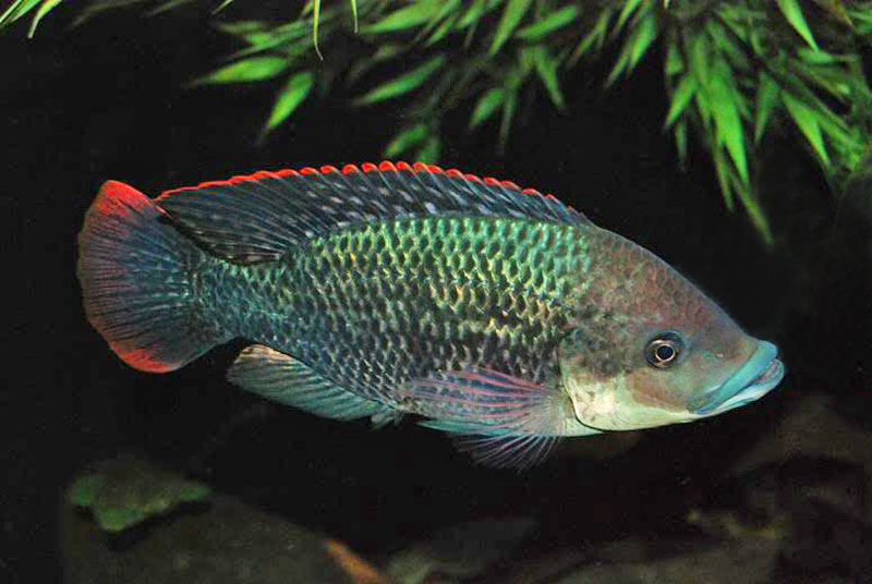 Тиляпия мозамбикская (Oreochromis mossambicus) содержание и размножение в условиях домашнего аквариума