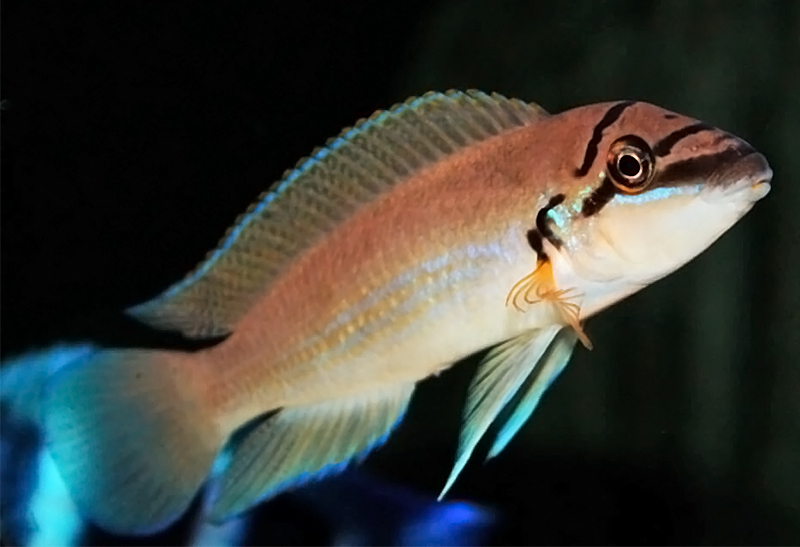 Халинохромис Бришара (Chalinochromis brichardi) возможности размножения и содержания в условиях домашних аквариумов