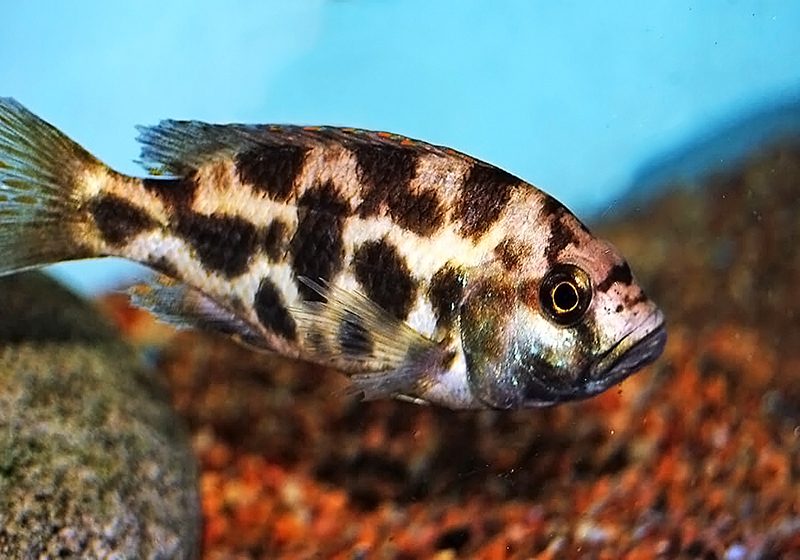 Нимбохромис ливингстона (Nimbochromis livingstonii) содержание и размножение в условиях домашнегоо аквариума