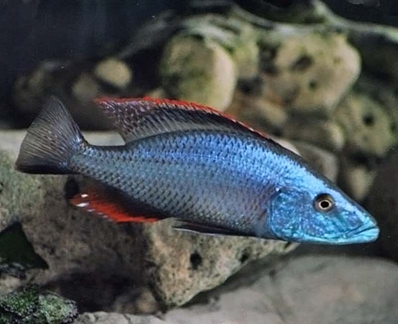 Длиннорылый димидиохромис (Dimidiochromis compressiceps) содержание и размножение в условиях домашнего аквариума