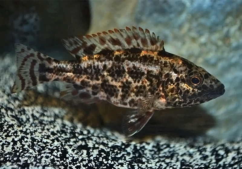 Нимбохромис полистигма (Nimbochromis polystigma) содержание и размножение в условиях домашнего аквариума