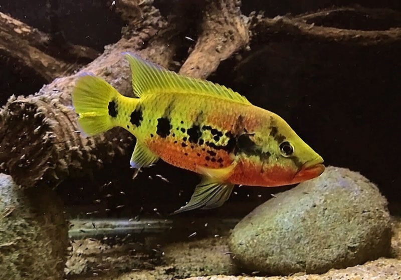 Золотистый хемихромис (Hemichromis fasciatus) содержание и размножение в домашних аквариумах