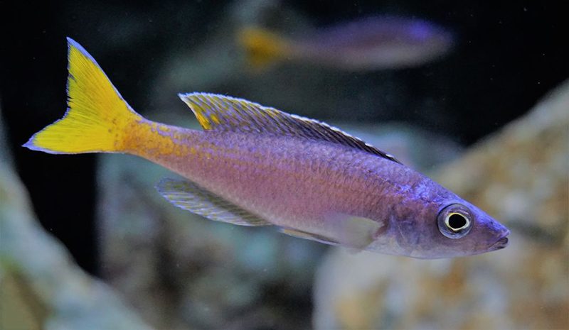 Циприхромис лептозома (Cyprichromis leptosoma) содержание и размножение в условиях домашнего аквариума