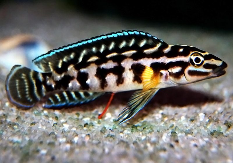 Юлидохромис Марлиера (Julidochromis marlieri) содержание и размножение в условиях домашнего аквариума