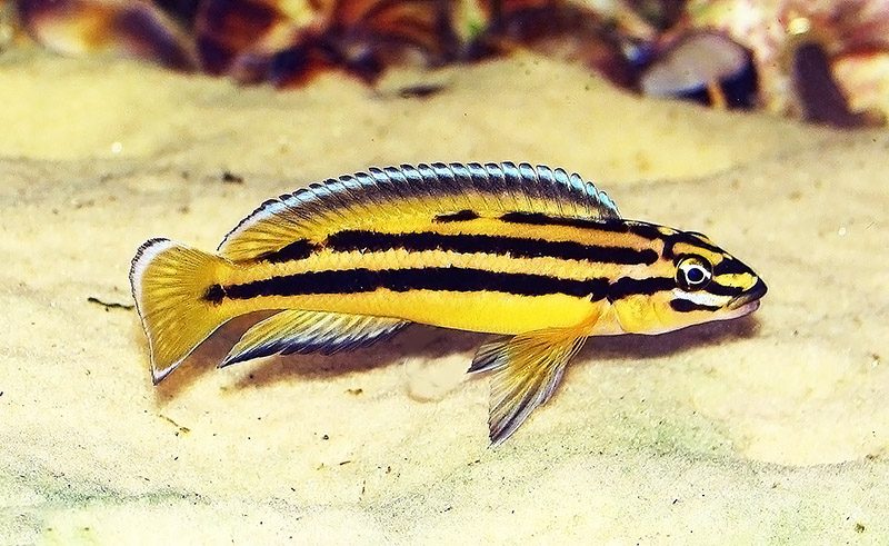 Юлидохромис регана (Julidochromis regani) содержание и размножение в условиях домашнего аквариума