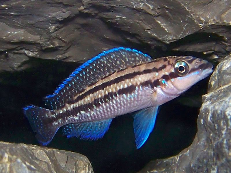 Юлидохромис дикфельда (Julidochromis dickfeldi) содержание и размножение в условиях домашнего аквариума