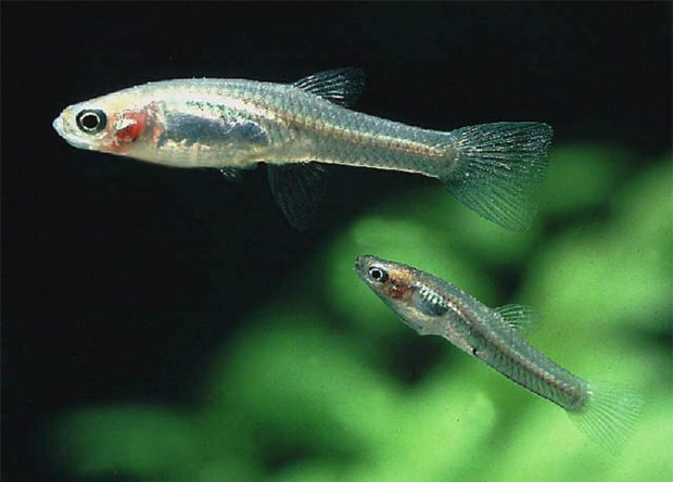Cnesterodon carnegiei