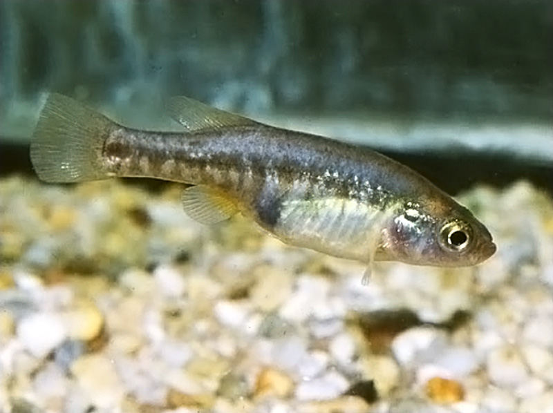 Аллотока мееки (Allotoca meeki) содержание и размножение  в условиях домашнегоо аквариума