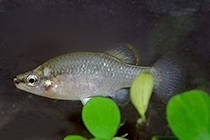 Представители рода Zoogoneticus, чаще других содержащиеся в домашних аквариумах