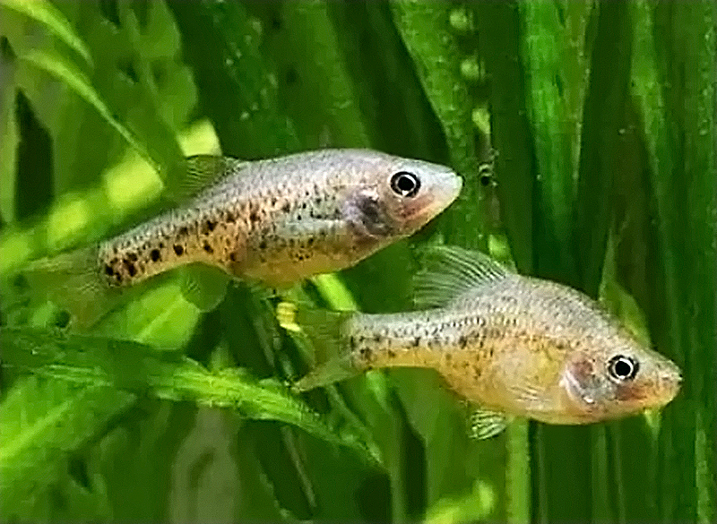 Хапалихтис пятнистый (Chapalichthys pardalis) содержание и размножение в домашних аквариумах