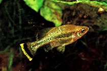 Представители рода Ameca, из семейства Гудиевые (Goodeidae), чаще других содержащиеся в домашних аквариумах