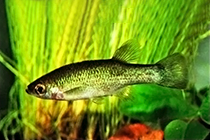 Все представители рода Ataeniobius, из семейства Гудиевые (Goodeidae), обычно содержащиеся в домашних аквариумах