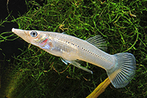 Представители рода Belonesox, чаще других содержащиеся в домашних аквариумах
