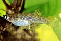 Представители рода Brachyrhaphis из семейства Poecilidae, чаще других содержащиеся в домашних аквариумах