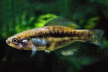 Представители рода Girardinichthys, семейства Гудиевые (Goodeidae), чаще других содержащиеся в домашних аквариумах