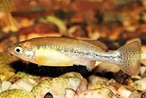 Представители рода Ilyodon, семейства Гудиевые (Goodeidae), чаще всего встречающиеся в домашних аквариумах