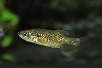 Представители рода Xenotoca, чаще других содержащиеся в домашних аквариумах