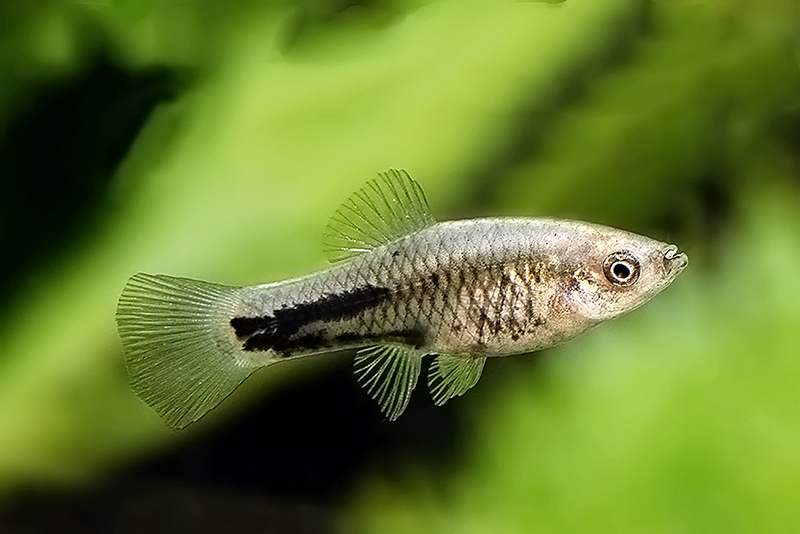 Ксифофорус Мейера (Xiphophorus meyeri) содержание и размножение в условиях домашнего аквариума