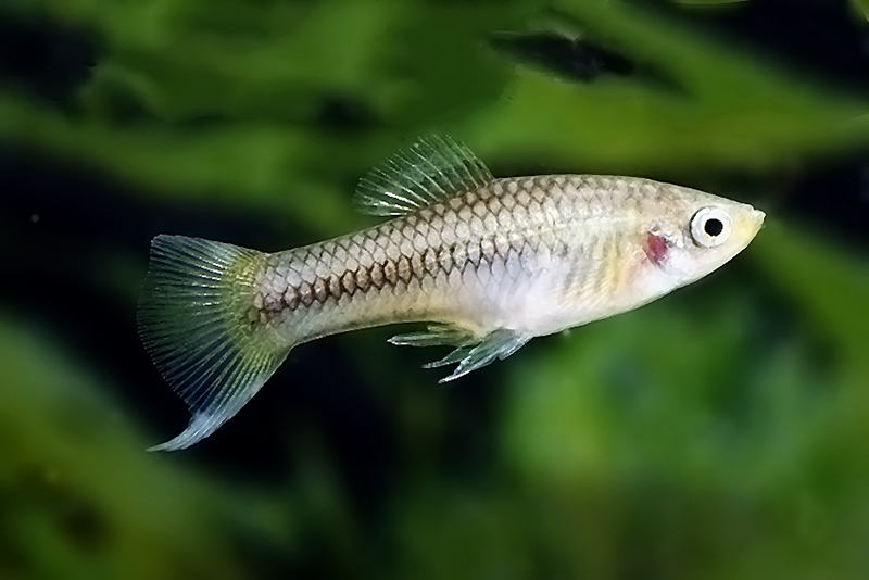 Меченосец андерса (Xiphophorus andersi) содержание и размножение в домашних аквариумах