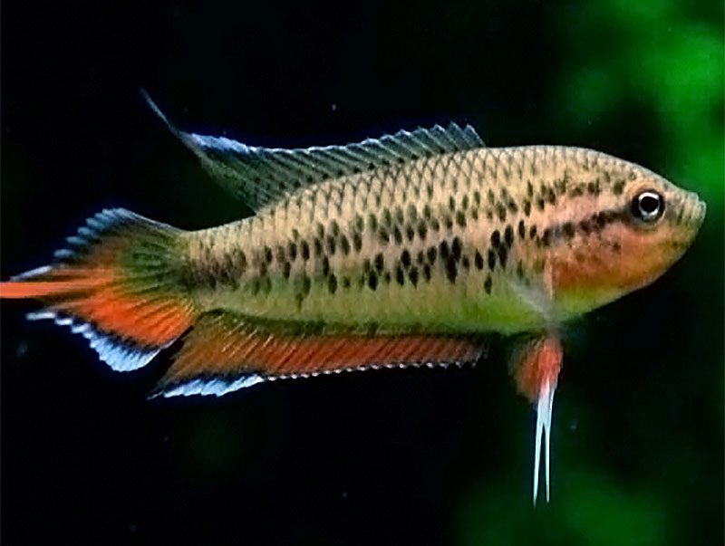 Псевдосфроменус (купанус) бурый (Pseudosphromenus cupanus) содержание и размножение в домашнем аквариуме