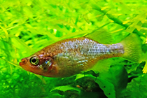 Представители рода Xenoophorus обычно содержащиеся в домашних аквариумах
