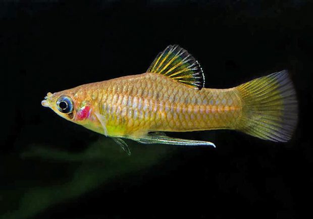 Фаллихтис аматес (Phallichthys amates) условия содержания и разведения в домашнем аквариуме