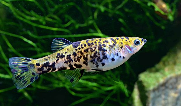 Фаллоцерус пятнистохвостый (Phalloceros caudimaculatus) содержание и размножение в аквариуме