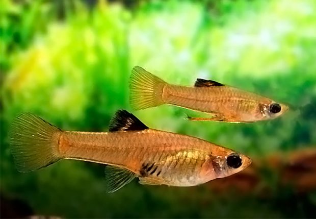 Хенофаллус умбратилис (Xenophallus umbratilis) условия содержания и разведения в аквариуме