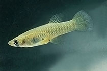 Представители рода Gambusia, из семейства Poecilidae, чаще других содержащиеся в домашних аквариумах