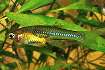 Представители рода Girardinus чаще других содержащиеся в городских домашних аквариумах