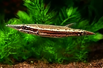 Представители рода Luciocephalus обычно содержащиеся в домашнем аквариуме