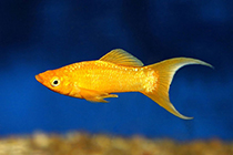 Представители рода Poecilia (Mollienesia), обычно содержащиеся в домашнем аквариуме