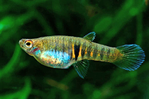 Представители рода Neoheterandria чаще других содержащиеся в домашних аквариумах