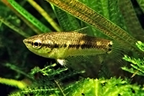 Представители рода Parasphaerichthys обычно содержащиеся в домашних аквариумах