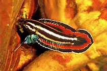 Представители рода Parosphromenus чаще других содержащиеся в домашнем аквариуме